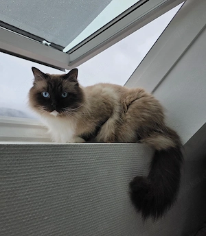 Radgoll Birma Kater