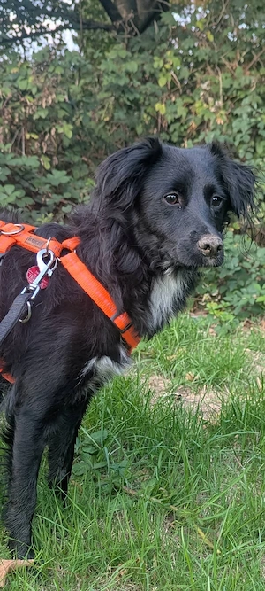 Süße Naya(1 Jahr, 43 cm, 11 kg)sucht liebevolles Zuhause 