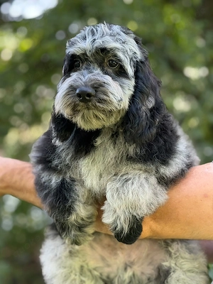 Einzigartige Silver-Merle-Cockapoo-Welpen