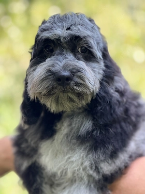  Silver-Merle-Cockapoo Bild 6