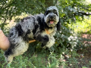 Einzigartige Silver-Merle-Cockapoo-Welpen