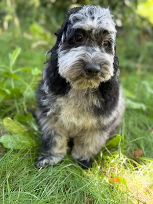  Silver-Merle-Cockapoo Bild 5