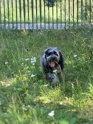  Silver-Merle-Cockapoo Bild 4