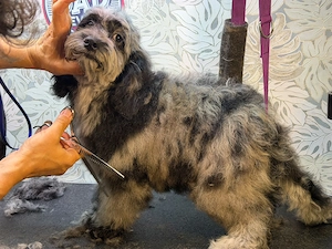  Silver-Merle-Cockapoo Bild 3