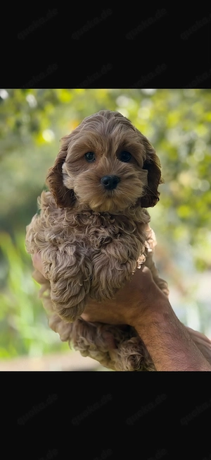 Wunderschöne Cockapoo-Welpen 