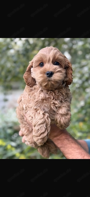 Wunderschöne Cockapoo-Welpen 