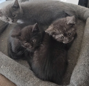 5 BKH kitten 