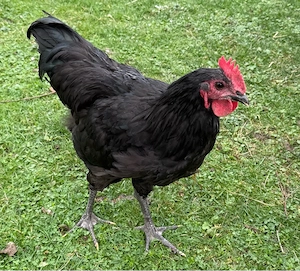Australorp Hahn 