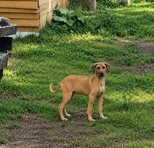 Deutsche Dogge Welpen 