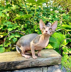 Kanadische Sphynx   liebevolle Zuhause gesucht   