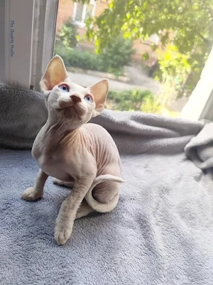 Sphynx-Kätzchen suchen liebevolle Familien