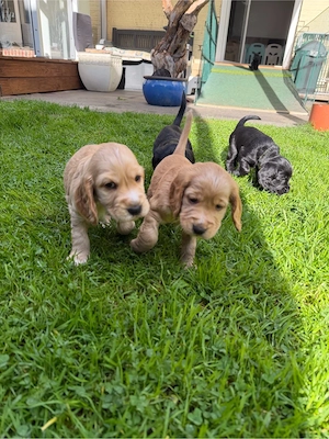 Welpen englisch Cocker Spaniel