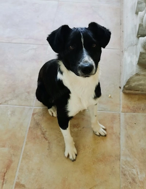 Benni, Hund Rüde, Junghund 