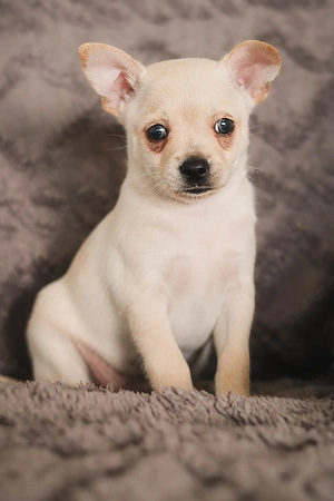 pomerian ruskytoy welpen