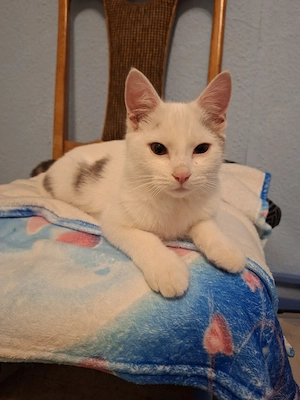 Hauskatze simba 