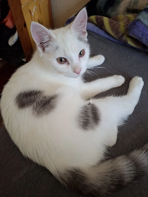 Hauskatze simba