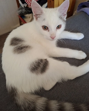 Hauskatze simba 