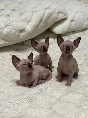 Kleine Sphynx-Kätzchen möchten ihre zukünftigen Besitzer kennenlernen