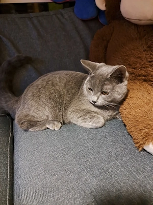 Wunderschöne Russisch Blau Katze Jungtier