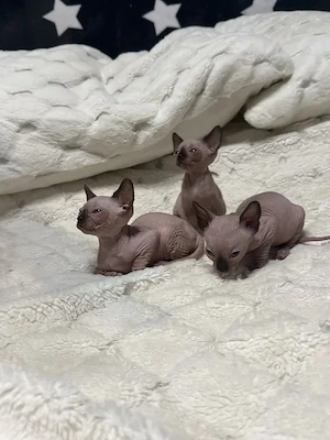Kleine Sphynx-Kätzchen möchten ihre zukünftigen Besitzer kennenlernen