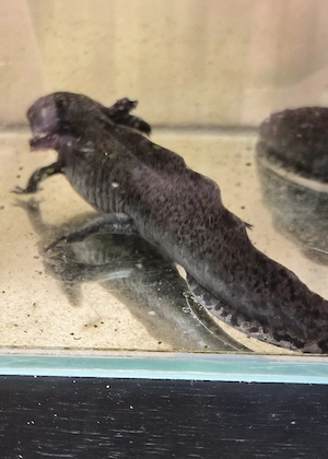 Axolotl Paar