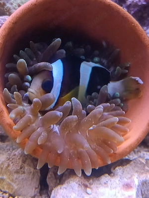 clarks Anemone Fisch zum abgeben 
