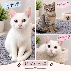 BKH Kitten Mix