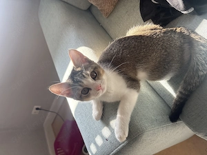 Kitten liebevoll abzugeben