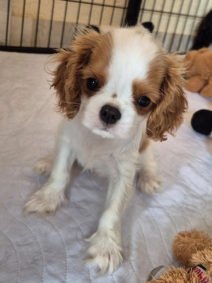 Ein süßer zierlicher Cavalier King Charles Spaniel