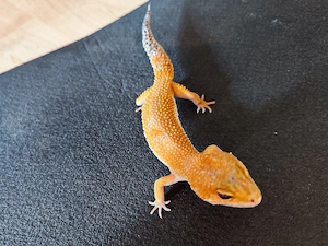 Leopardgecko 1.2  Zuchtgruppe 