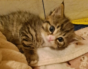 Bezaubernde Perser Mix Kitten 