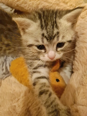 Bezauberndes Perser Mix Kitten 