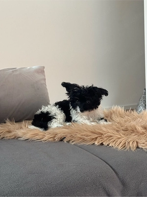 Chihauhua Pudel Mix 