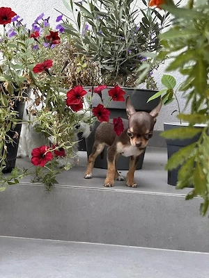 Kleine Chihuahua-Welpen suchen liebevolle Familien