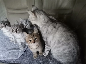 Kitten EKH Baby Katzen 12 Wochen alt