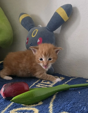 Reinrassige Maine Coon Kitten 