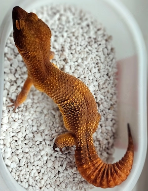 Leopardgecko Mandarin Pure 0.1