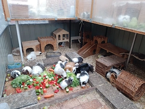 Immer msl wieder junge Meerschweinchen abzugeben 