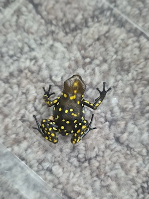 0.1 oophaga histrionica redhead 