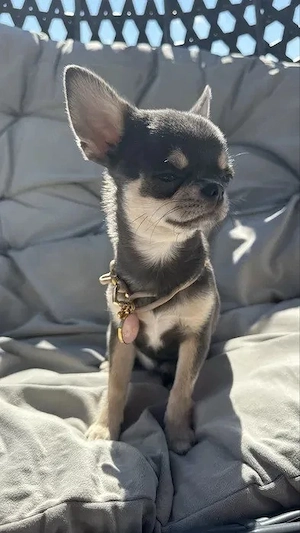 Chihuahua-Welpen möchten ihre zukünftigen Besitzer kennenlernen