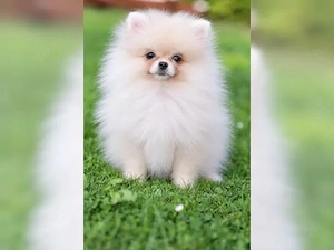 Traumhafte Pomeranian Welpen