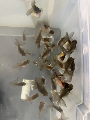 Teleskop-eye Butterfly tail Goldfisch Nachzuchten