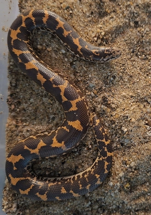 Kenianische Sandboas (Eryx colubrinus loveridgei) NZ 2025