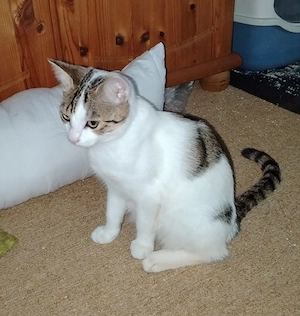 Katze weiblich abzugeben