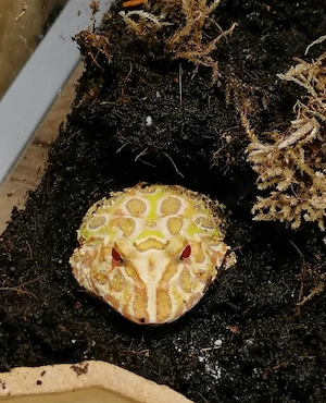 albino Schmuckhornfrosch 