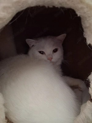 Wunderschöne BKH Katze  Fusel  (2 Jahre, weiß) kostenlos abzugeben