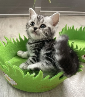 Bezaubernde bkh Kitten black silver tabby classic mit Papiere, absolut exklusiv 