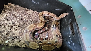 Boa c. imperator 