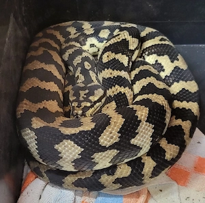 Teppichpython Bild 2