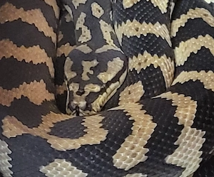 Teppichpython